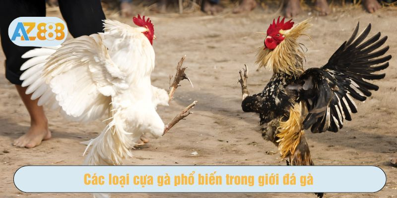 Cân nhắc kỹ trước khi áp dụng cách lên cựa gà cho từng chiến kê