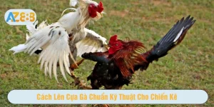 cách lên cựa gà