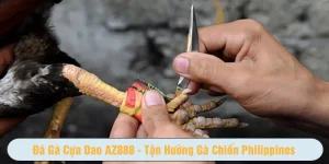 đá gà cựa dao AZ888