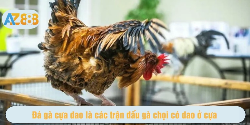 Đá gà cựa dao là các trận đấu gà chọi có dao ở cựa