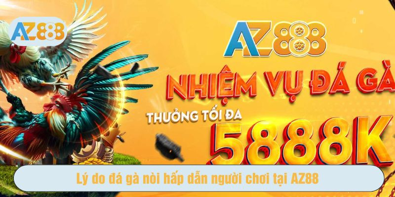 lý do đá gà nòi hấp dẫn người chơi tại AZ888