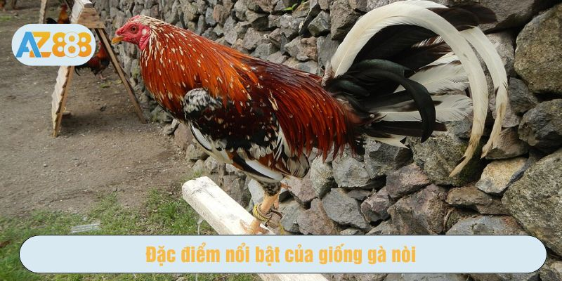 Giống gà nòi là chiến kê lý tưởng cho các trận đấu đỉnh cao