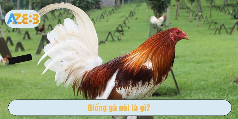 Giống gà nòi được nuôi dưỡng chủ yếu ở các vùng miền Nam và miền Trung