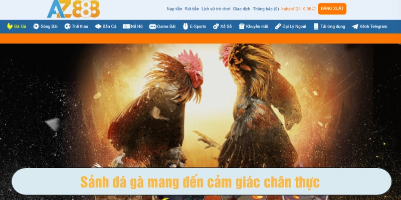 Sảnh đá gà mang đến cảm giác chân thực